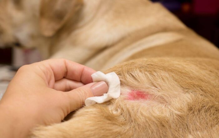 Choroby psów (opis): Atopowe zapalenie skóry (AZS)