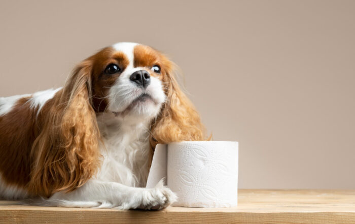 biegunka-u-psa-objawy-i-leczenie