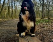 dog-natural-opinie-odi