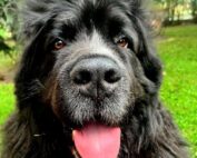 dog-natural-pies-opinie