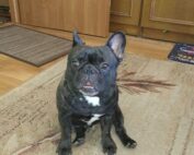 dog-natural-felicjanek-opinie