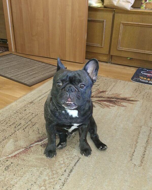 dog-natural-felicjanek-opinie