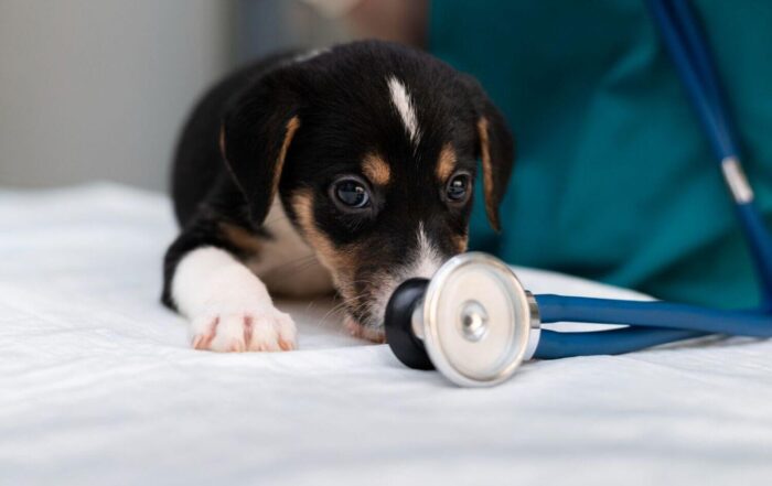 rak-przejsciowokomorkowy-u-psa-nowotwor-pecherza-moczowego-tcc