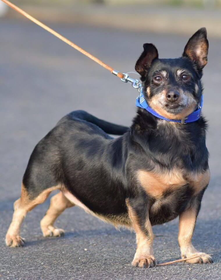 adopcja-psa-merlinka