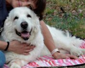 dog-natural-perly-podhala