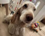 dog-natural-ama-opinie