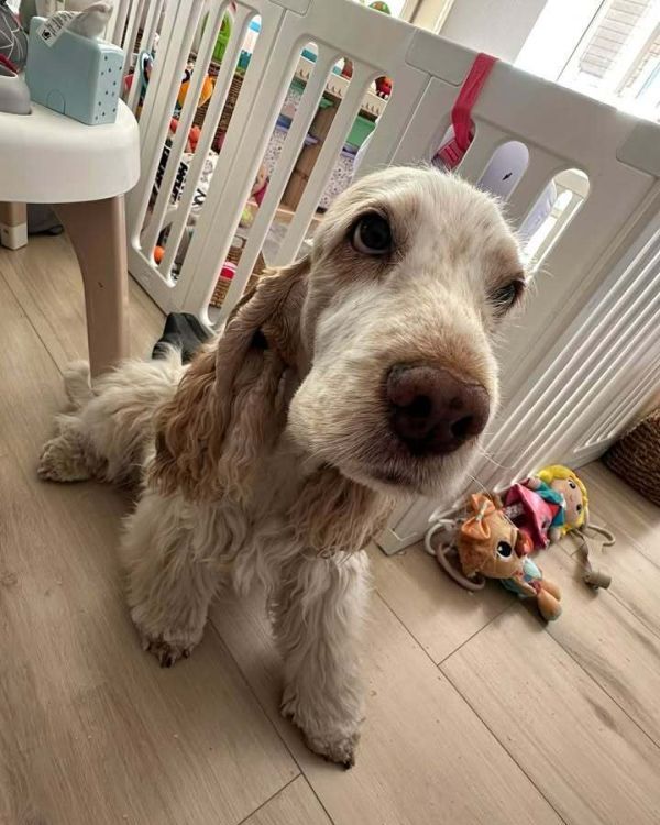 dog-natural-ama-opinie