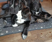 dog-natural-tara-chibs-opinie