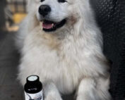 dog-natural-elza-opinie