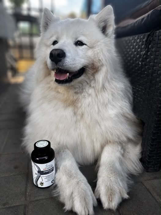 dog-natural-elza-opinie