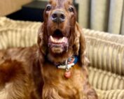 dog-natural-seter-opinie