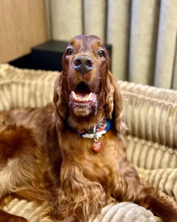 dog-natural-seter-opinie