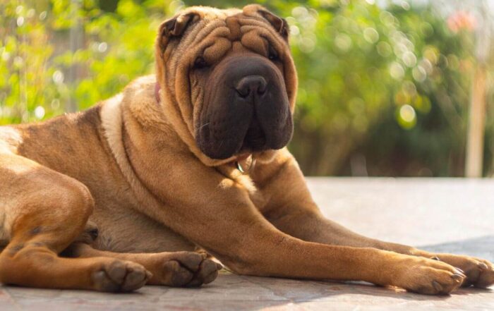 goraczka-shar-pei